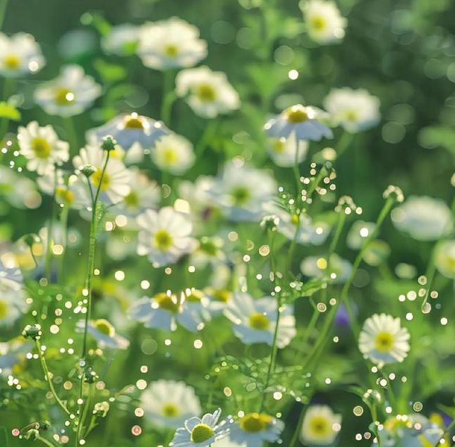 野花社区视频观看免费,最懂你的福利视频播放平台