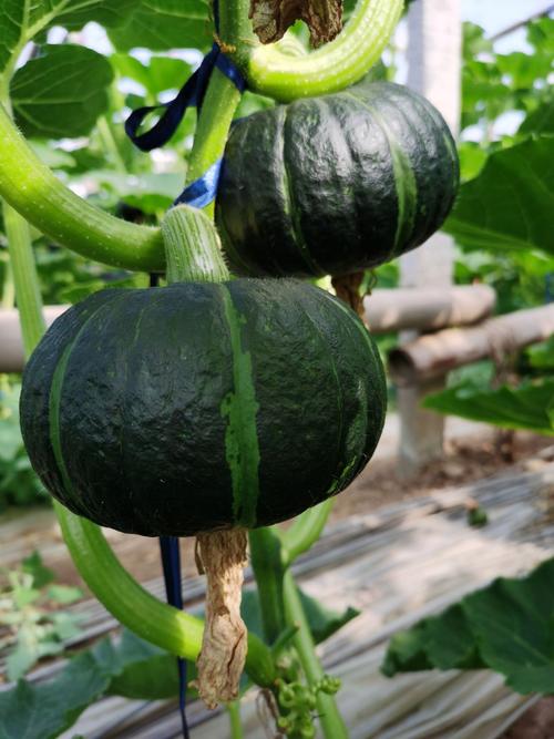 南瓜视频107766无任何门槛，网友：手机必备神器