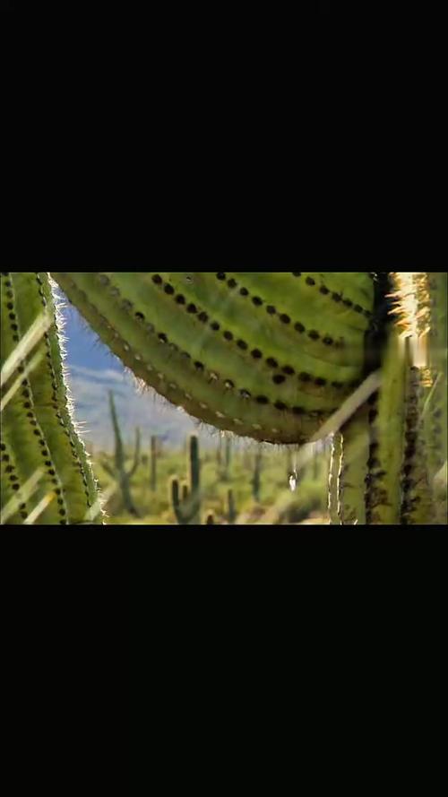 仙人掌视频2.0安卓版V4.8.6_仙人掌视频2.0安卓版