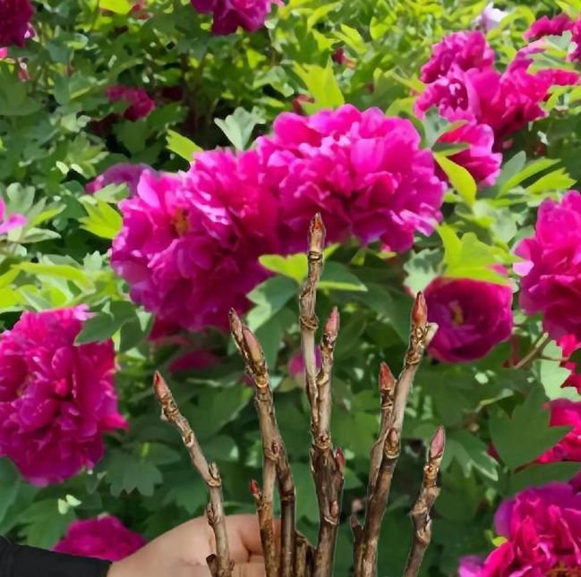 国色天香社区手机免费高清内容全部解锁，官方：限时的哦！