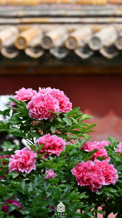 国色天香社区手机免费高清内容全部解锁，官方：限时的哦！