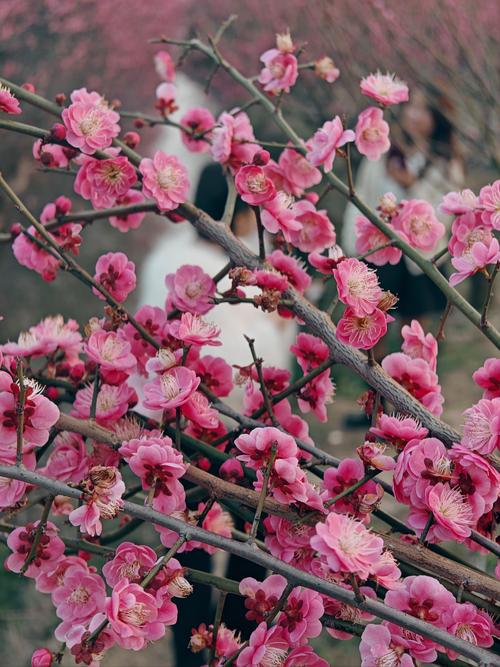 可以免费看6次的梅花视频真的上传了新作吗?,官方回复:确实! 可以免费看6次的梅花视频真的上传了新作吗?,官方回复:确实!