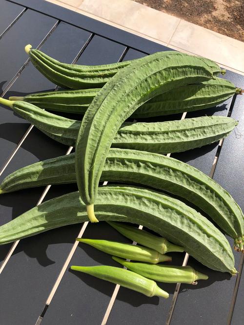 丝瓜秋葵草莓香蕉榴莲APP污站长统计免费版V3.4.2_类型覆盖范围非常广，网友：男女生喜欢的都有丝瓜秋葵草莓香蕉榴莲APP污站长统计免费版