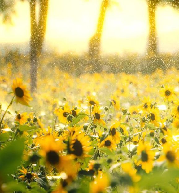 xrk1_3_0ark向日葵无限观看V3.9.6_xrk1_3_0ark向日葵无限观看