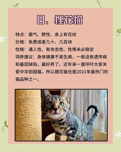 新版猫咪目前的地址2021官网版V1.8.3_内容都是让人心满意足的?网友:是的!新版猫咪目前的地址2021官网版 新版猫咪目前的地址2021官网版V1.8.3_内容都是让人心满意足的?网友:是的!新版猫咪目前的地址2021官网版