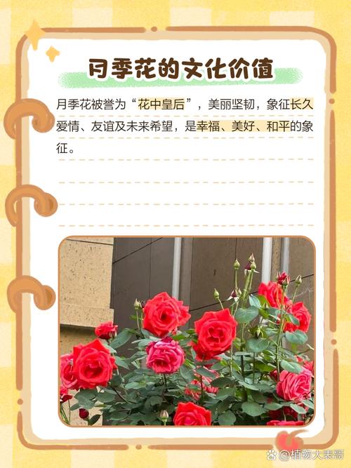 花儿月季app精品视频丰富，网友：确实不错！