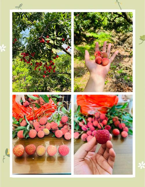 荔枝旧版本2018V4.6.1_荔枝旧版本2018