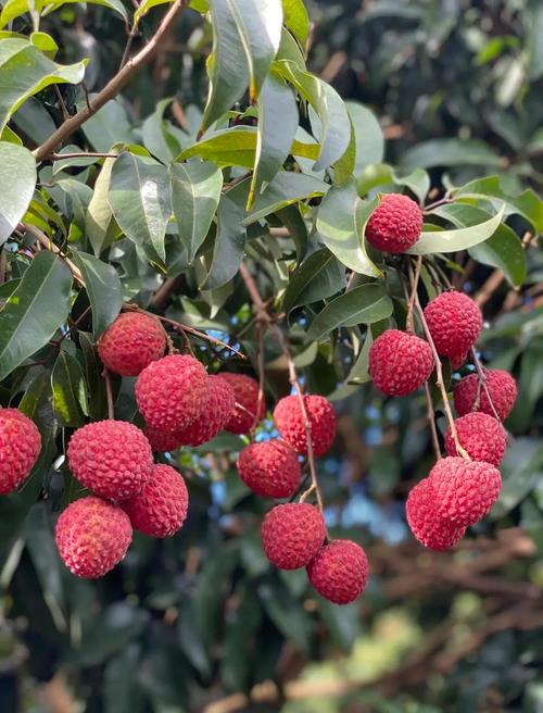 荔枝旧版本2018V4.6.1_荔枝旧版本2018