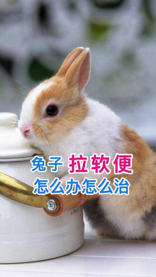 我的兔子好软水好多免费视频V5.9.5_我的兔子好软水好多免费视频