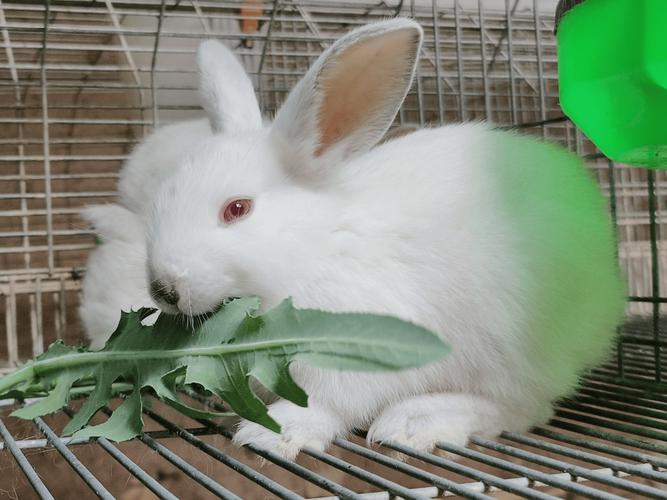 我的兔子好软水好多免费视频V5.9.5_我的兔子好软水好多免费视频 我的兔子好软水好多免费视频V5.9.5_我的兔子好软水好多免费视频