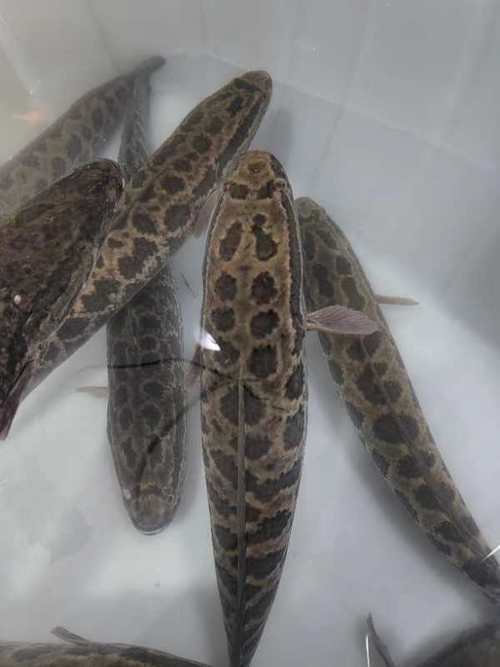 乌鱼影视大全,丰富你生活 乌鱼影视大全,丰富你生活