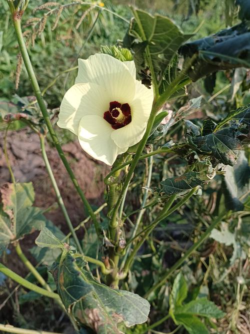 秋葵视频无限观看V7.6.9_流畅播放,网友亲测:百看不厌秋葵视频无限观看 秋葵视频无限观看V7.6.9_流畅播放,网友亲测:百看不厌秋葵视频无限观看