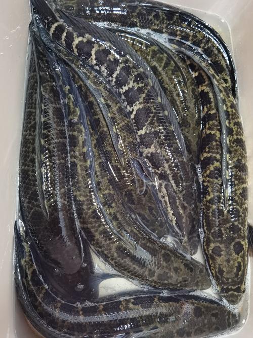 乌鱼影视大全,丰富你生活 乌鱼影视大全,丰富你生活