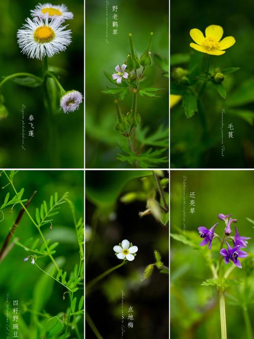 野花日本大全免费观看2019最新版新区今晚上线，网友：终于不用挤线了