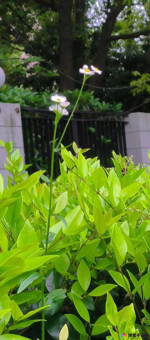 野花日本大全免费观看2019最新版新区今晚上线，网友：终于不用挤线了