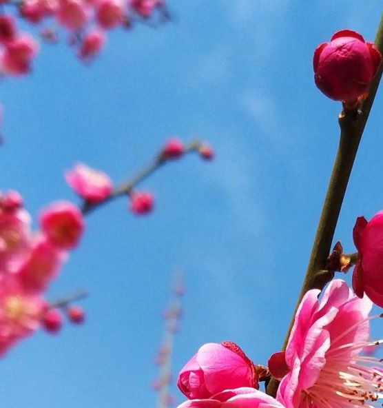 梅花视频1.0.7安卓版V3.5.3_梅花视频1.0.7安卓版 梅花视频1.0.7安卓版V3.5.3_梅花视频1.0.7安卓版