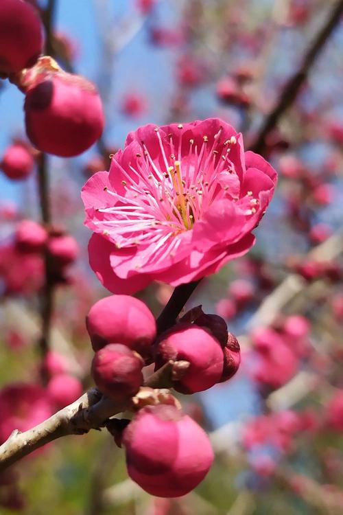 梅花视频1.0.7安卓版V3.5.3_梅花视频1.0.7安卓版 梅花视频1.0.7安卓版V3.5.3_梅花视频1.0.7安卓版