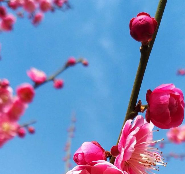 梅花视频app安卓公布最新更新计划，老用户：终于舍得更新了