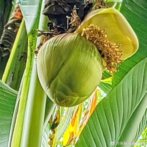 芭蕉视频高清版V6.7.7_芭蕉视频高清版