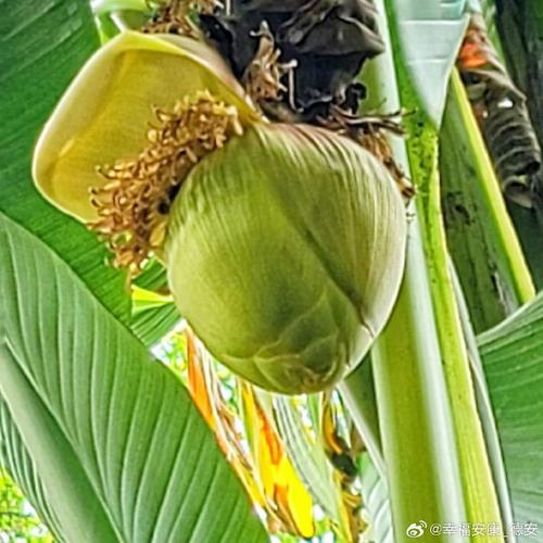 芭蕉视频高清版V6.7.7_芭蕉视频高清版