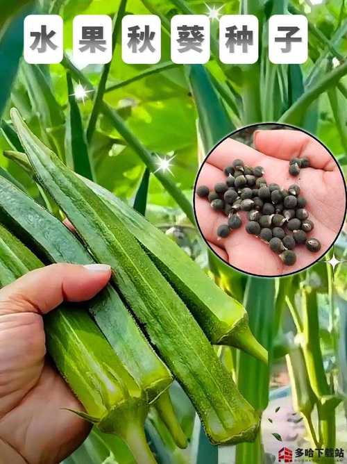 秋葵茄子丝瓜香草榴莲ios无限制污V1.9.1_秋葵茄子丝瓜香草榴莲ios无限制污