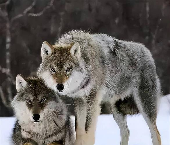 狼群社区中文第一社区V5.4.9_狼群社区中文第一社区