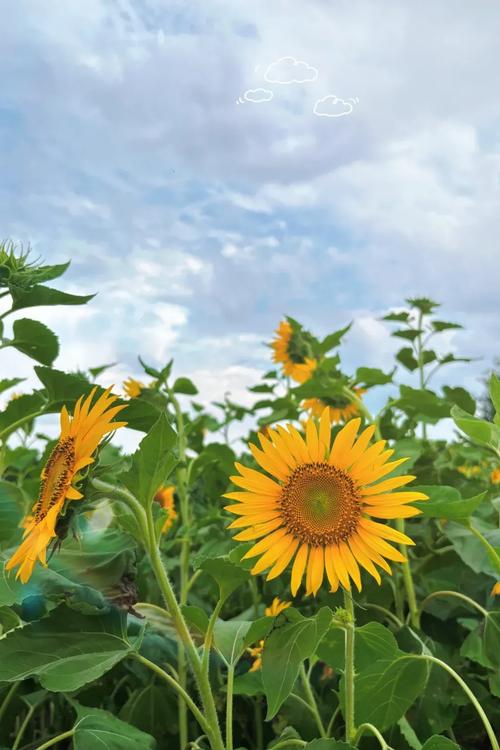 向日葵在线观看视频免费2022,实用的追番神器