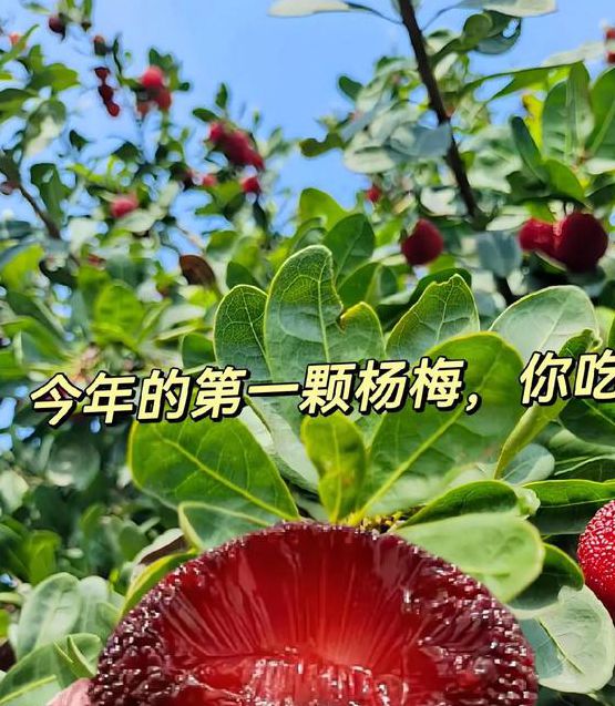 杨梅视频APP黄V6.9.5_杨梅视频APP黄 杨梅视频APP黄V6.9.5_杨梅视频APP黄