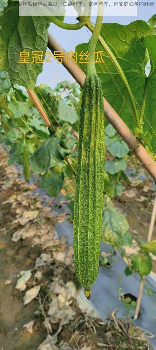 抖音樱桃丝瓜绿巨人黄瓜污版V4.7.3_抖音樱桃丝瓜绿巨人黄瓜污版