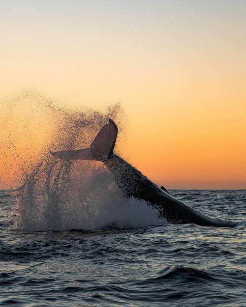 鲸声正式版V5.8.2_鲸声正式版