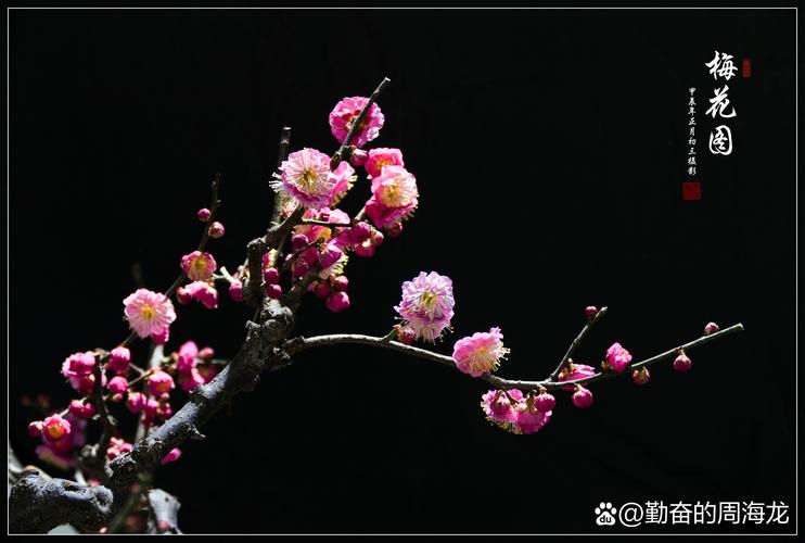 梅花视频旧版终于上线了,网友:福利满满! 梅花视频旧版终于上线了,网友:福利满满!