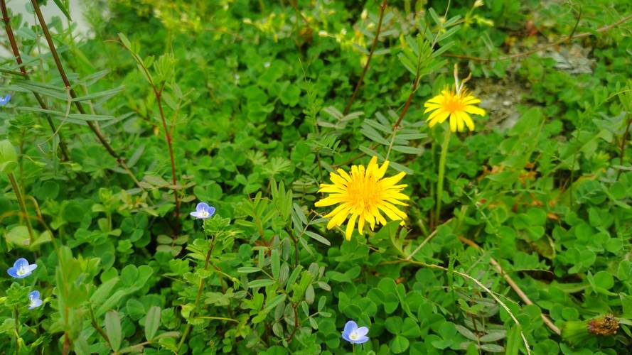 野花香社区在线观看V6.3.8_野花香社区在线观看