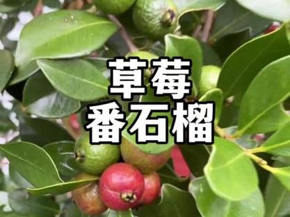 芭乐 草莓 榴莲大全V5.7.4_芭乐 草莓 榴莲大全