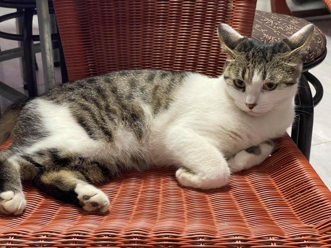 花猫视频安卓版将上线中文资源,网友:真良心! 花猫视频安卓版将上线中文资源,网友:真良心!