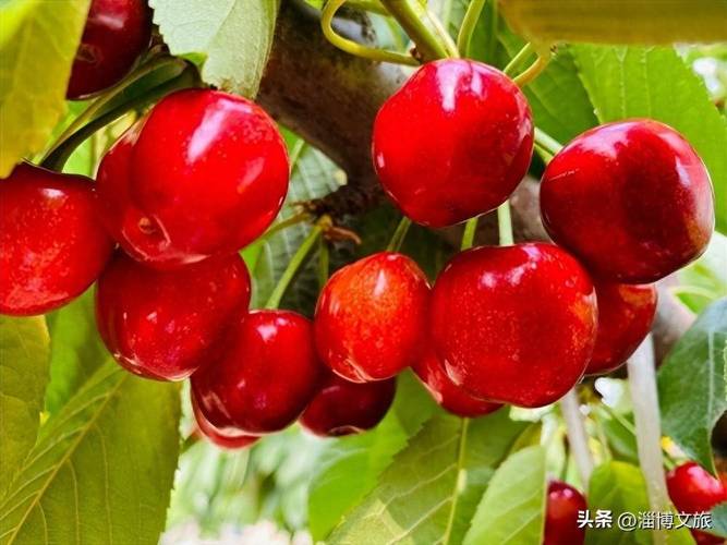 樱桃无码视频V4.8.3_将全新上线,网友:晚上就支持樱桃无码视频 樱桃无码视频V4.8.3_将全新上线,网友:晚上就支持樱桃无码视频