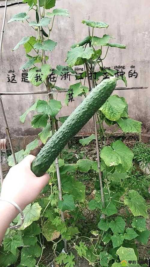 旧版草莓丝瓜向日葵黄瓜榴莲免费,24小时直播交友平台
