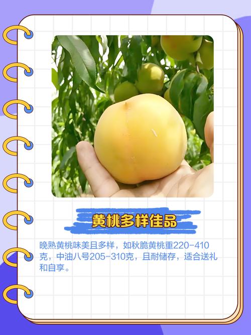 黄桃视频安卓版,海量美女在线直播