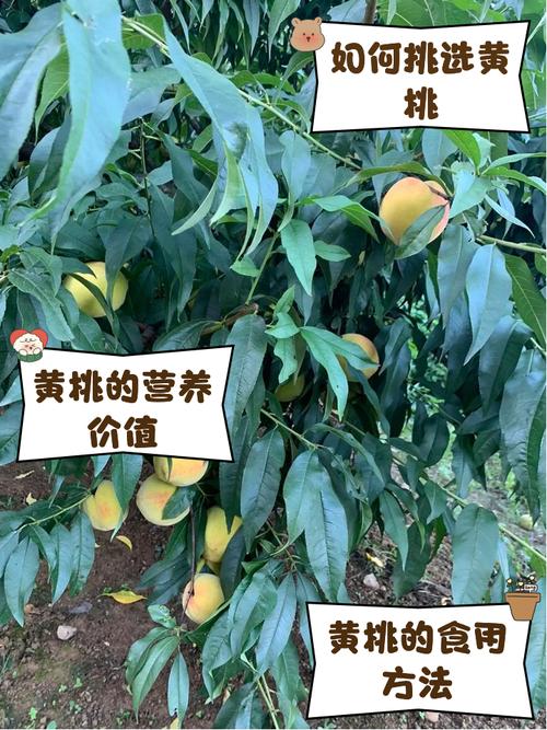 黄桃视频安卓版,海量美女在线直播