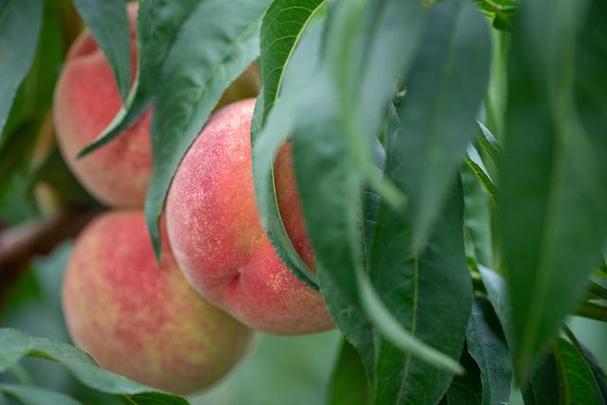 水蜜桃带你另眼看世界V4.6.7_水蜜桃带你另眼看世界