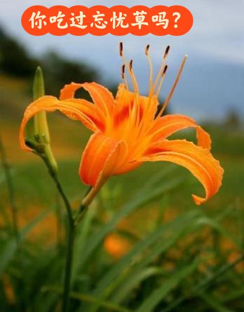 忘忧草研究所直接进入V3.4.9_忘忧草研究所直接进入