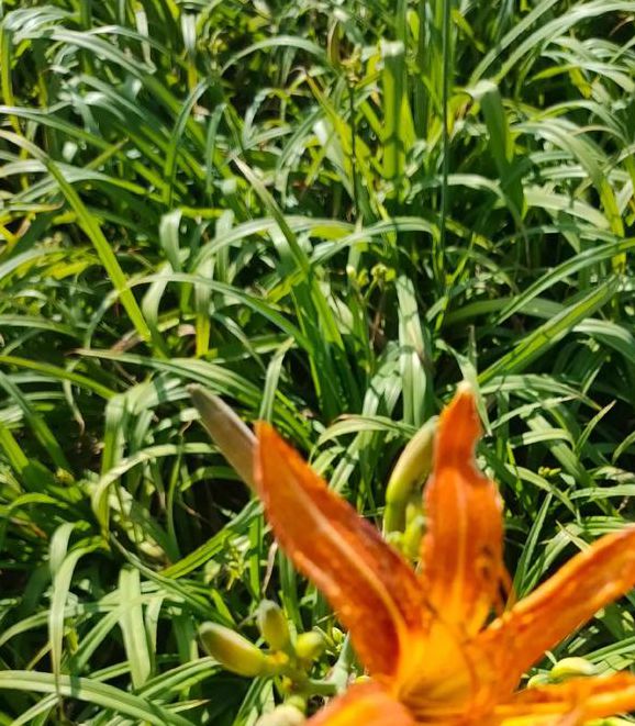 忘忧草研究所直接进入V3.4.9_忘忧草研究所直接进入