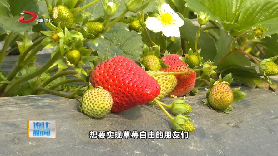 绿巨人视频 丝瓜视频 草莓V6.2.7_绿巨人视频 丝瓜视频 草莓