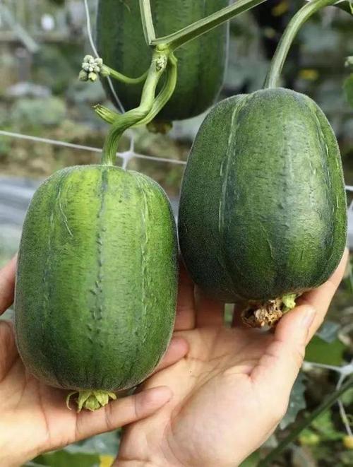 草莓视频在线看-丝瓜ios视频丝瓜视频V4.5.9_草莓视频在线看-丝瓜ios视频丝瓜视频 草莓视频在线看-丝瓜ios视频丝瓜视频V4.5.9_草莓视频在线看-丝瓜ios视频丝瓜视频