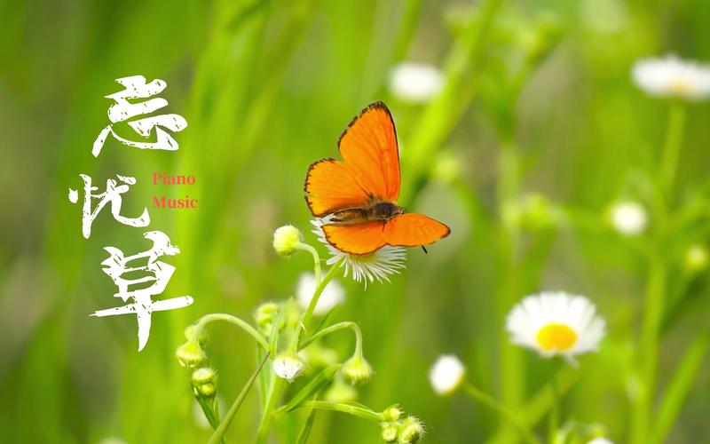 忘忧草资源在线观看免费观看V8.3.9_忘忧草资源在线观看免费观看