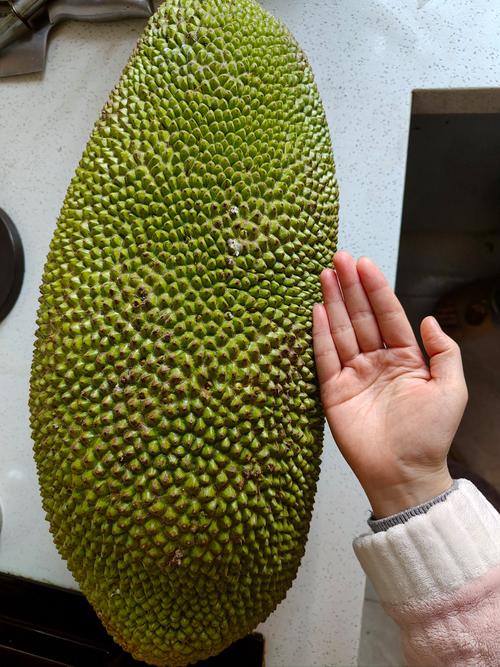 菠萝菠萝蜜免费高清手机观看视频4V3.2.1_菠萝菠萝蜜免费高清手机观看视频4