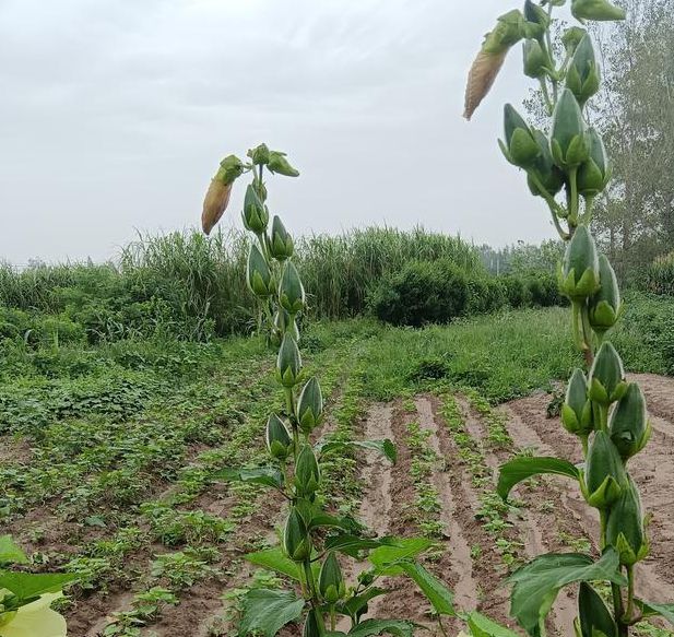 秋葵app女人的加油站TXTV2.8.5_秋葵app女人的加油站TXT