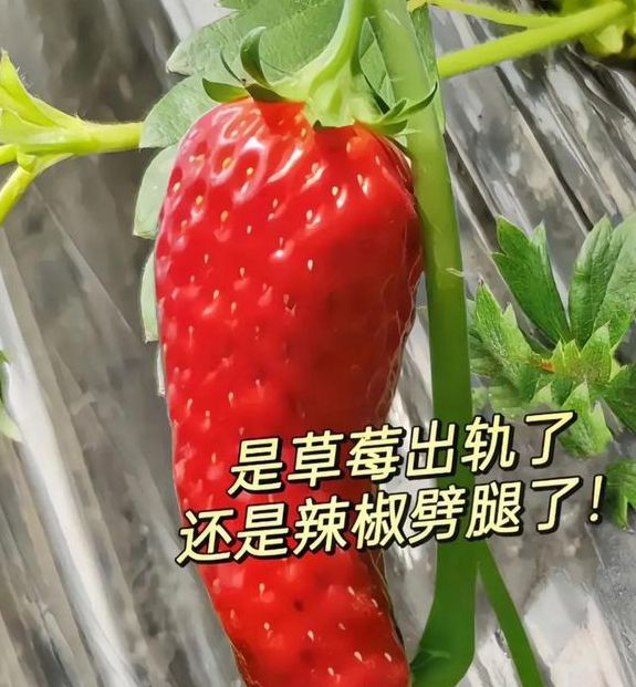 香蕉菠萝草莓视频流畅？平台：就当给粉丝福利了