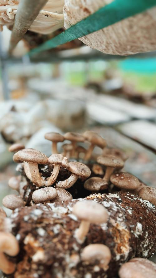 一天可以看25次的蘑菇视频免费版火爆全网，平台：属实没想到