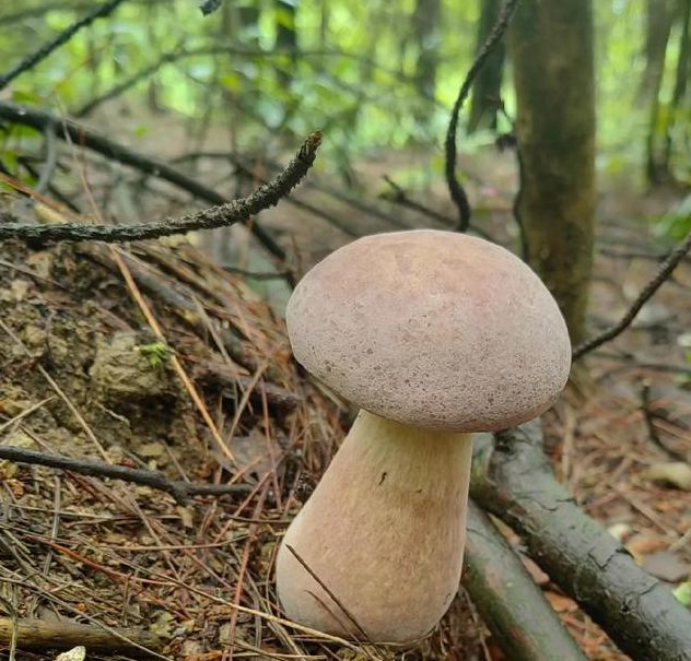 一天可以看25次的蘑菇视频免费版火爆全网，平台：属实没想到