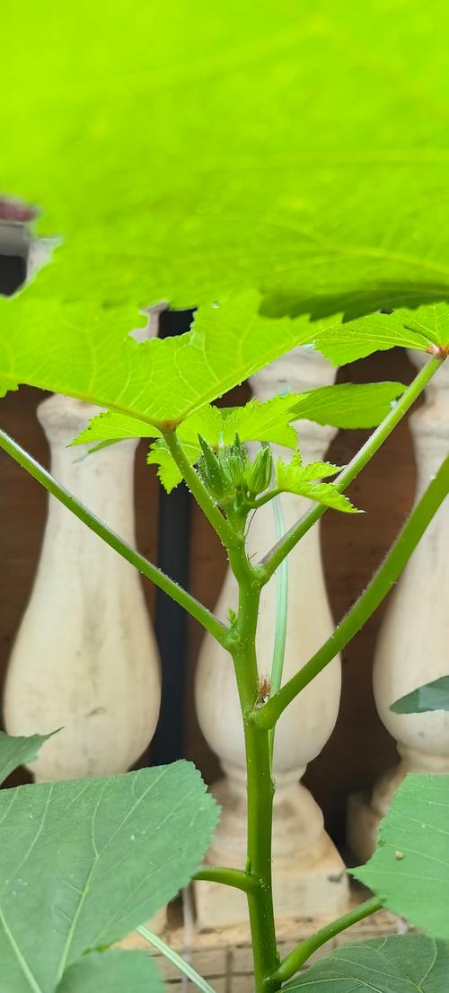 成版年秋葵qpp全面开放不限制，网友：随时使用